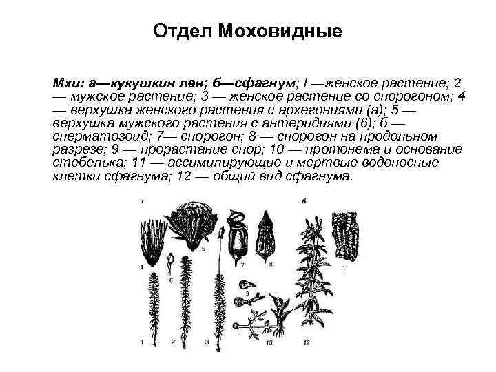 Отдел Моховидные Мхи: а—кукушкин лен; б—сфагнум; I —женское растение; 2 — мужское растение; 3