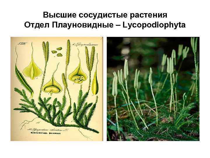 Высшие сосудистые растения Отдел Плауновидные – Lycopodiophyta 