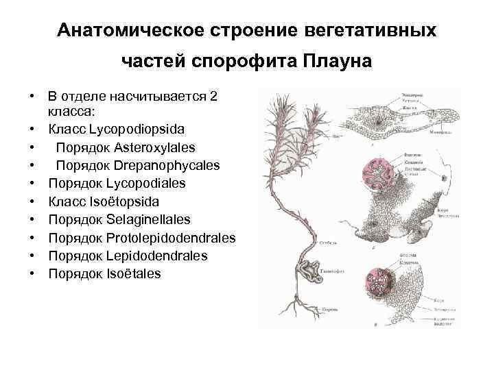 Анатомическое строение вегетативных частей спорофита Плауна • В отделе насчитывается 2 класса: • Класс