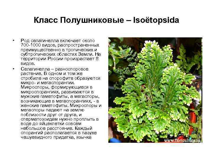 Класс Полушниковые – Isoëtopsida • • Род селагинелла включает около 700 -1000 видов, распространенных