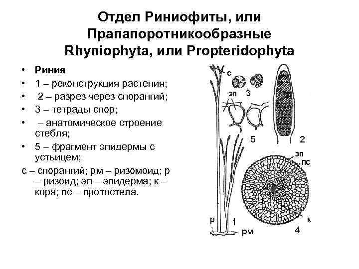 Отдел Риниофиты, или Прапапоротникообразные Rhyniophyta, или Propteridophyta • • • Риния 1 – реконструкция
