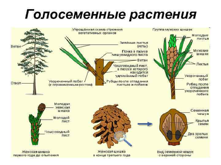 Голосеменные растения 