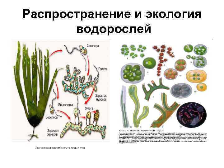 Распространение и экология водорослей 