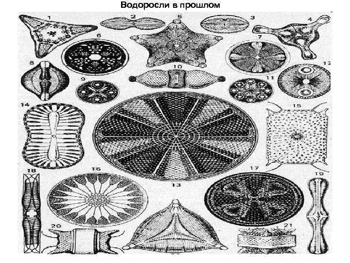 Водоросли в прошлом 