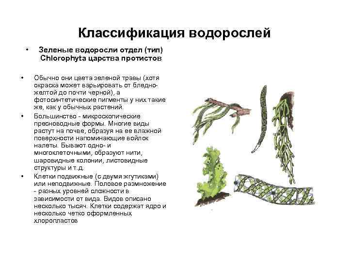 Классификация водорослей • • Зеленые водоросли отдел (тип) Chlorophyta царства протистов Обычно они цвета