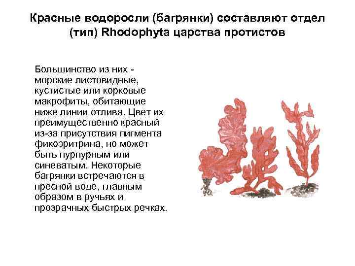 Красные водоросли (багрянки) составляют отдел (тип) Rhodophyta царства протистов Большинство из них - морские