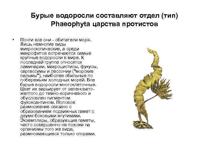 Бурые водоросли составляют отдел (тип) Phaeophyta царства протистов • Почти все они - обитатели