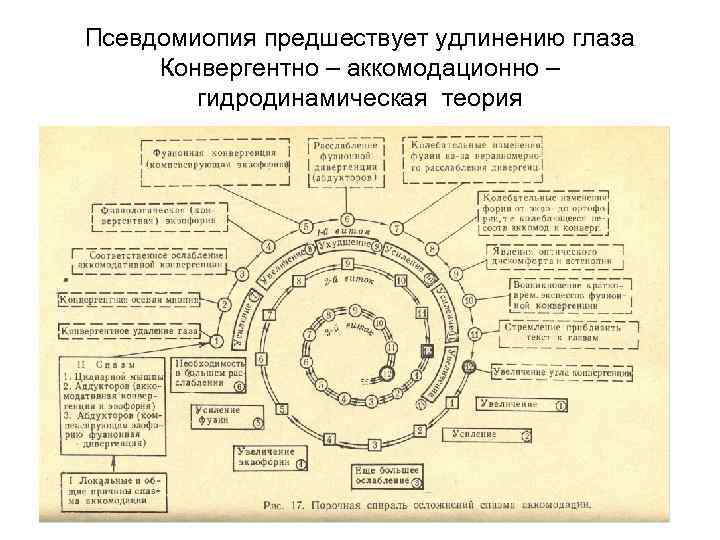 Псевдомиопия предшествует удлинению глаза Конвергентно – аккомодационно – гидродинамическая теория 