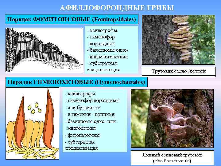 АФИЛЛОФОРОИДНЫЕ ГРИБЫ Порядок ФОМИТОПСОВЫЕ (Fomitopsidales) - ксилотрофы - гименофор пороидный - базидиомы одноили многолетние