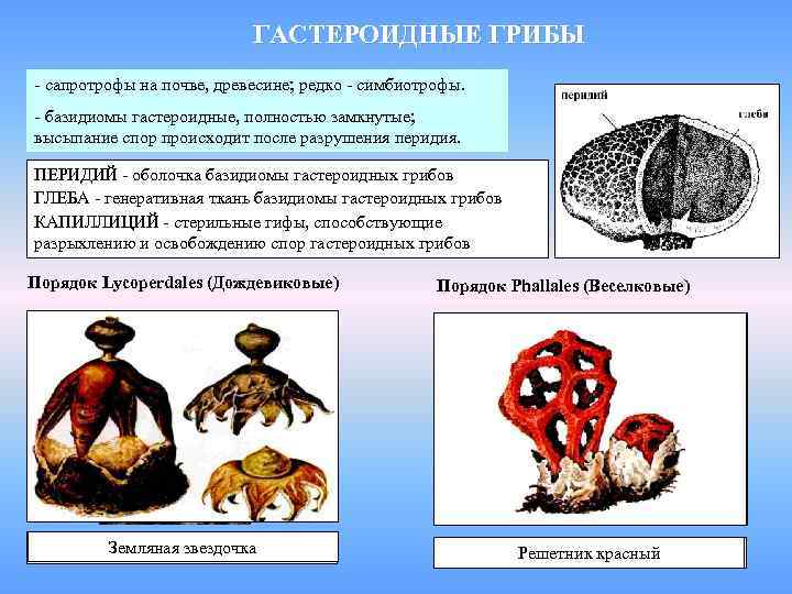 ГАСТЕРОИДНЫЕ ГРИБЫ - сапротрофы на почве, древесине; редко - симбиотрофы. - базидиомы гастероидные, полностью