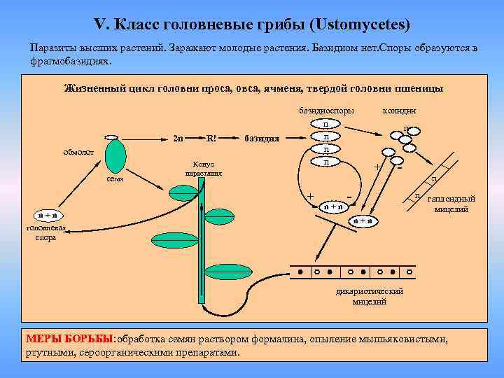 V. Класс головневые грибы (Ustomycetes) Паразиты высших растений. Заражают молодые растения. Базидиом нет. Споры