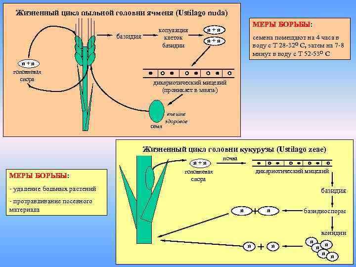 Жизненный цикл пыльной головни ячменя (Ustilago nuda) базидия n+n головневая спора копуляция клеток базидии