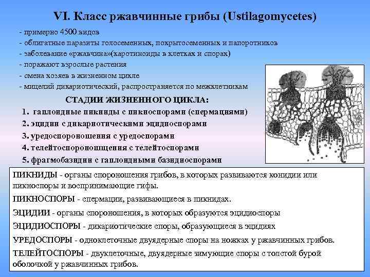 VI. Класс ржавчинные грибы (Ustilagomycetes) - примерно 4500 видов - облигатные паразиты голосеменных, покрытосеменных