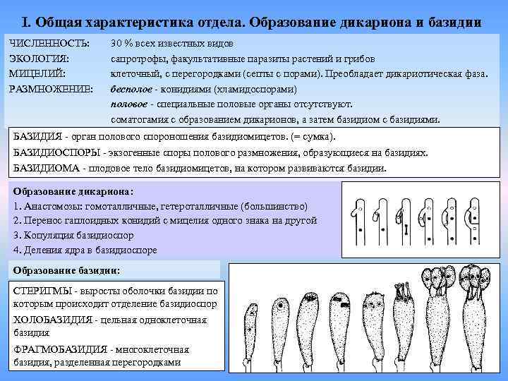 I. Общая характеристика отдела. Образование дикариона и базидии ЧИСЛЕННОСТЬ: ЭКОЛОГИЯ: МИЦЕЛИЙ: РАЗМНОЖЕНИЕ: 30 %