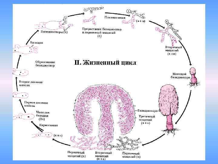 II. Жизненный цикл 