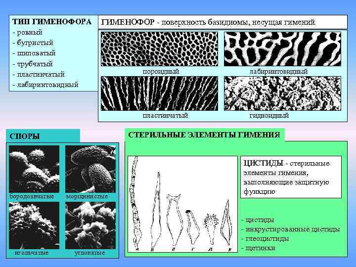 ТИП ГИМЕНОФОРА - ровный - бугристый - шиповатый - трубчатый - пластинчатый - лабиринтовидный