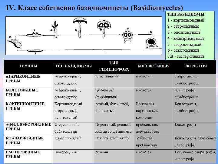 IV. Класс собственно базидиомицеты (Basidiomycetes) ТИП БАЗИДИОМЫ 1 - кортициоидный 2 - стереоидный 3