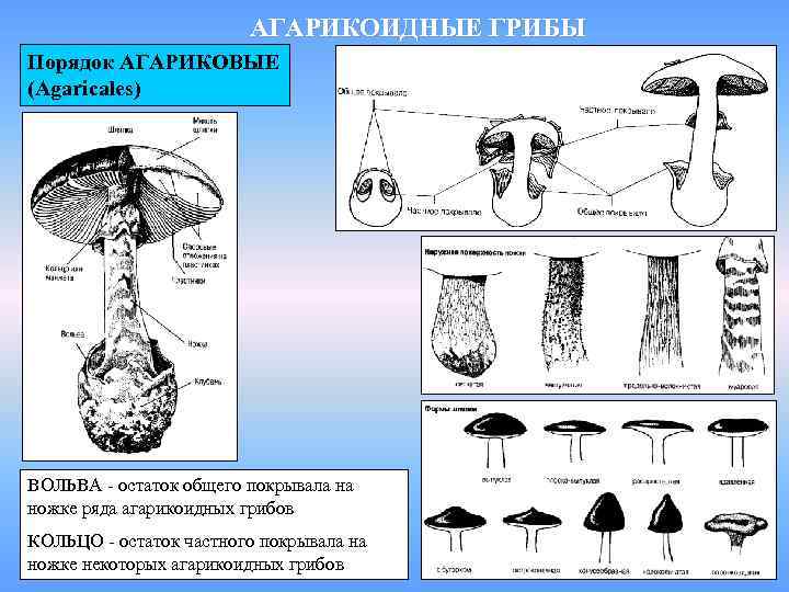 АГАРИКОИДНЫЕ ГРИБЫ Порядок АГАРИКОВЫЕ (Agaricales) ВОЛЬВА - остаток общего покрывала на ножке ряда агарикоидных