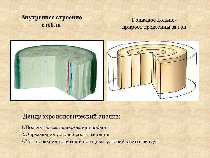 Внутреннее строение стебля Годичное кольцоприрост древесины за год Дендрохронологический анализ: 1. Подсчет возраста дерева