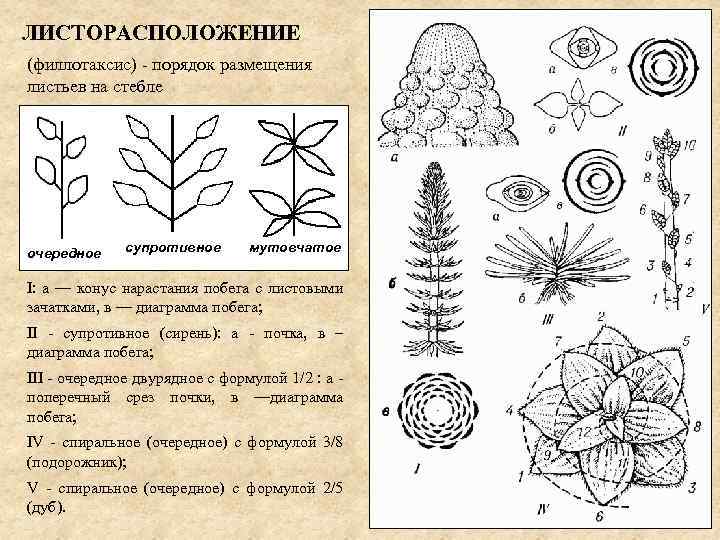 ЛИСТОРАСПОЛОЖЕНИЕ (филлотаксис) - порядок размещения листьев на стебле очередное супротивное мутовчатое I: а —