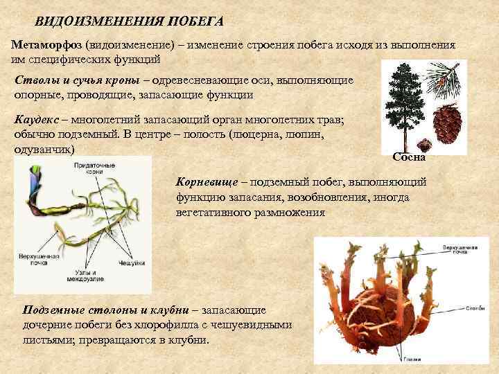 ВИДОИЗМЕНЕНИЯ ПОБЕГА Метаморфоз (видоизменение) – изменение строения побега исходя из выполнения им специфических функций