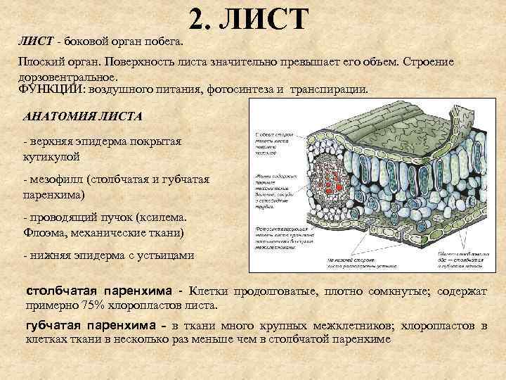 ЛИСТ - боковой орган побега. 2. ЛИСТ Плоский орган. Поверхность листа значительно превышает его