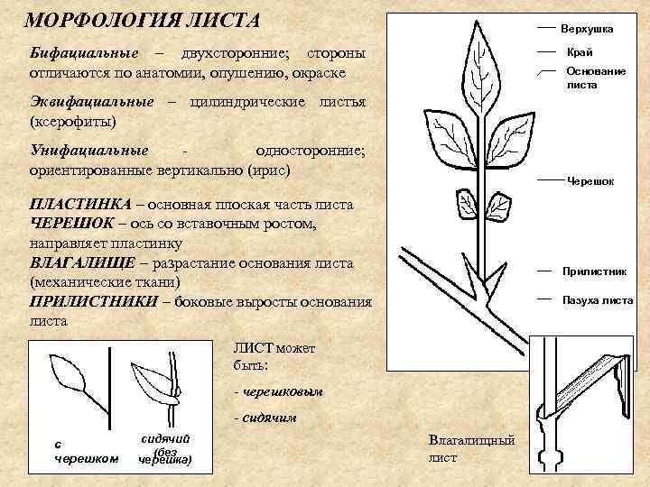 МОРФОЛОГИЯ ЛИСТА Верхушка Бифациальные – двухсторонние; стороны отличаются по анатомии, опушению, окраске Край Основание