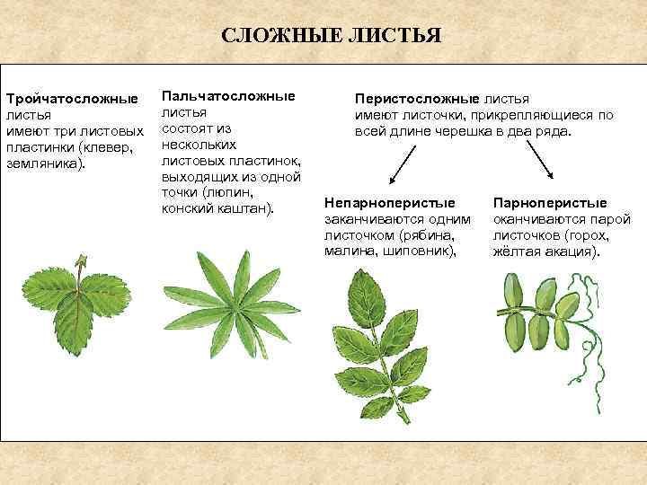 СЛОЖНЫЕ ЛИСТЬЯ Тройчатосложные листья имеют три листовых пластинки (клевер, земляника). Пальчатосложные листья состоят из