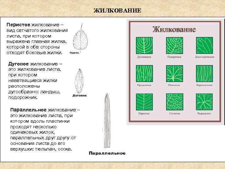 ЖИЛКОВАНИЕ Перистое жилкование – вид сетчатого жилкования листа, при котором выражена главная жилка, от