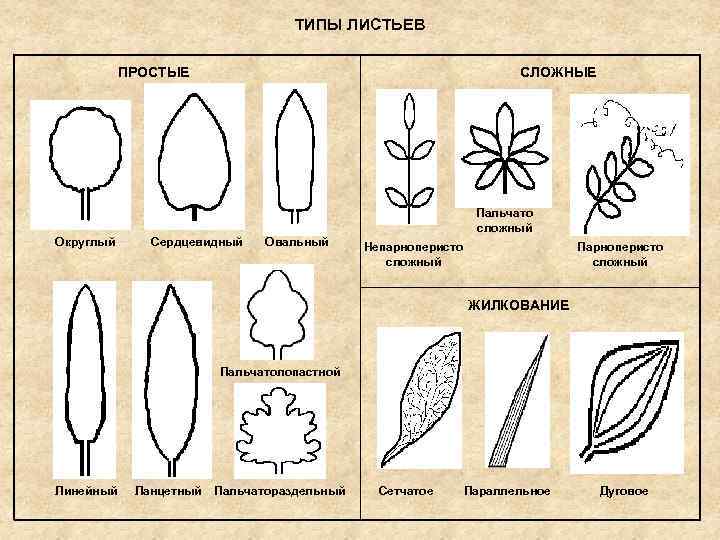 ТИПЫ ЛИСТЬЕВ ПРОСТЫЕ СЛОЖНЫЕ Пальчато сложный Округлый Сердцевидный Овальный Непарноперисто сложный Парноперисто сложный ЖИЛКОВАНИЕ