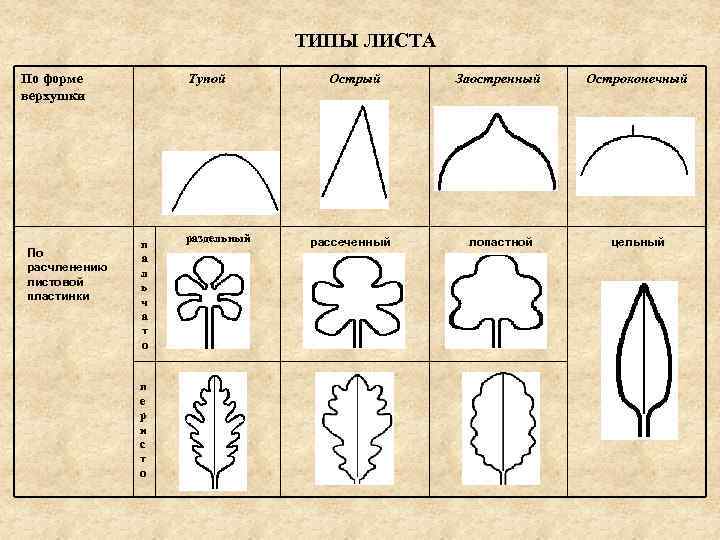 ТИПЫ ЛИСТА По форме верхушки По расчленению листовой пластинки Тупой п а л ь