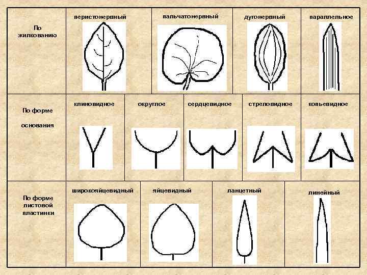перистонервный пальчатонервный дугонервный параллельное По жилкованию По форме клиновидное округлое сердцевидное стреловидное копьевидное основания