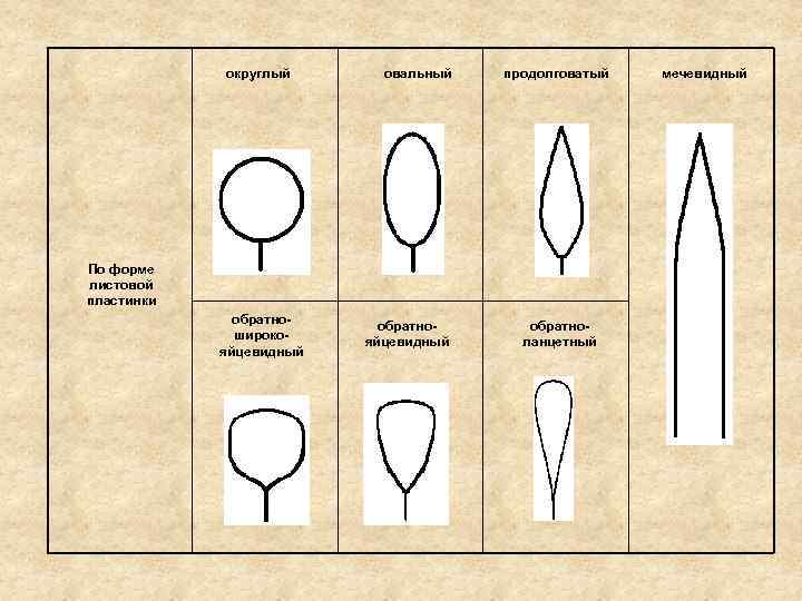 округлый овальный продолговатый По форме листовой пластинки обратноширокояйцевидный обратноланцетный мечевидный 