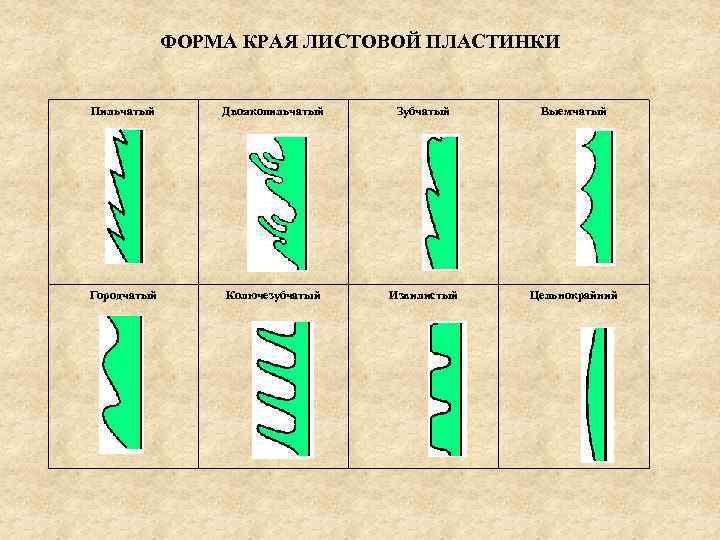 ФОРМА КРАЯ ЛИСТОВОЙ ПЛАСТИНКИ Пильчатый Двоякопильчатый Зубчатый Выемчатый Городчатый Колючезубчатый Извилистый Цельнокрайний 