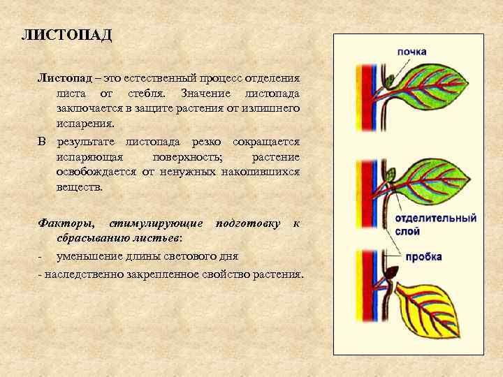 ЛИСТОПАД Листопад – это естественный процесс отделения листа от стебля. Значение листопада заключается в