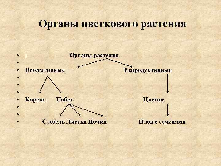 Органы цветкового растения • : Органы растения • • Вегетативные • • Корень Побег