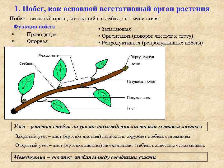 1. Побег, как основной вегетативный орган растения Побег – сложный орган, состоящий из стебля,