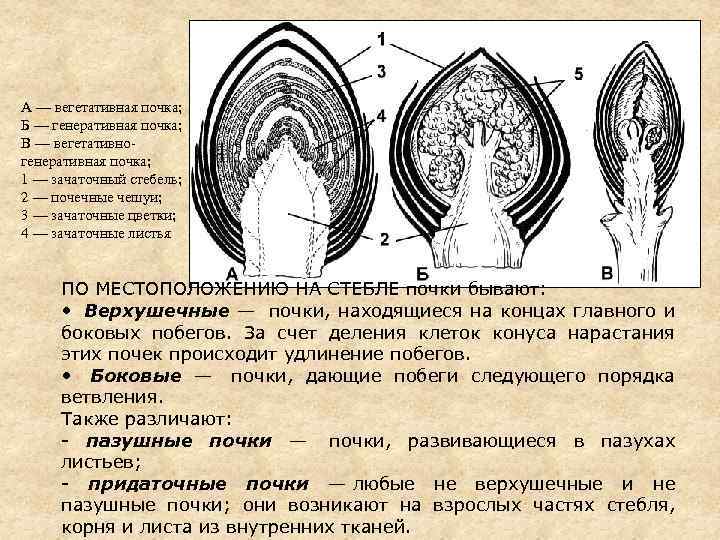 А — вегетативная почка; Б — генеративная почка; В — вегетативногенеративная почка; 1 —