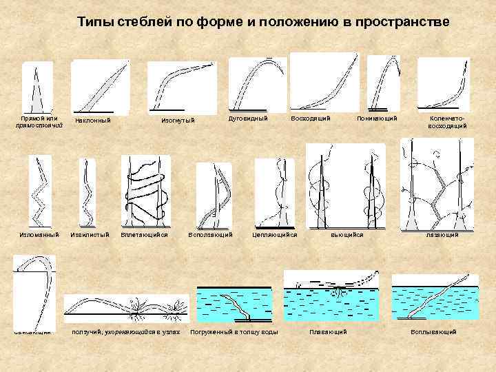 Типы стеблей по форме и положению в пространстве Прямой или прямостоячий Изломанный Свисающий Наклонный