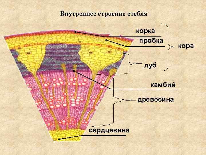 Внутреннее строение стебля корка пробка луб камбий древесина сердцевина кора 