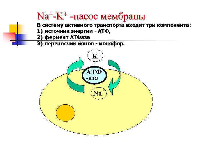 Na+-K+ -насос мембраны В систему активного транспорта входят три компонента: 1) источник энергии -