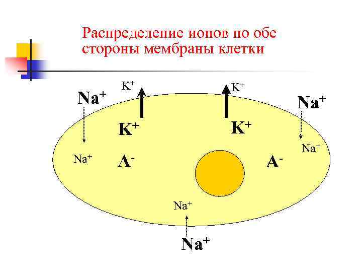 Распределение ионов по обе стороны мембраны клетки Na+ K+ K+ A- Na+ Na+ 