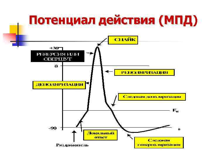 Потенциал действия (МПД) (МПД 