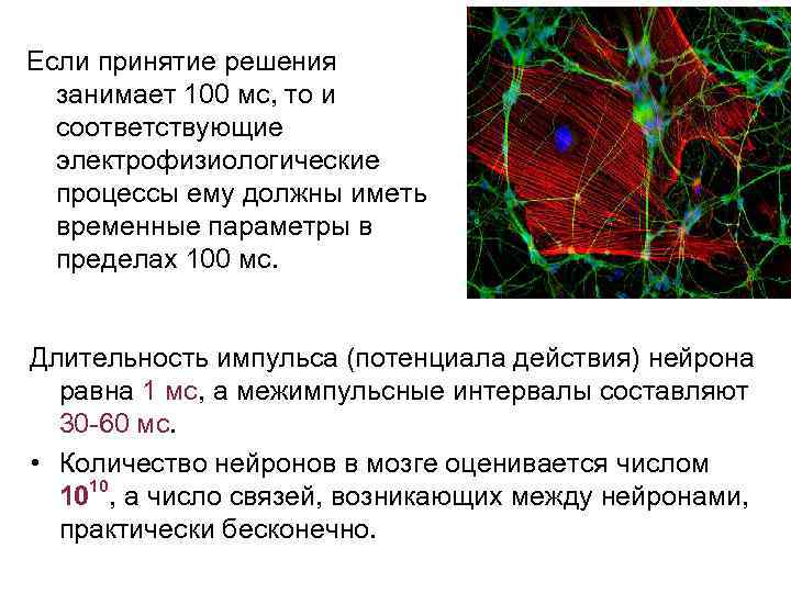 Если принятие решения занимает 100 мс, то и соответствующие электрофизиологические процессы ему должны иметь