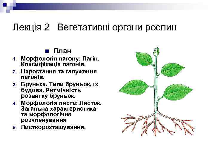 Лекція 2 Вегетативні органи рослин n 1. 2. 3. 4. 5. План Морфологія пагону:
