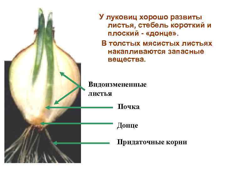 У луковиц хорошо развиты листья, стебель короткий и плоский - «донце» . В толстых