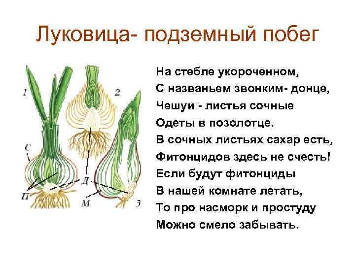Луковица- подземный побег На стебле укороченном, С названьем звонким- донце, Чешуи - листья сочные