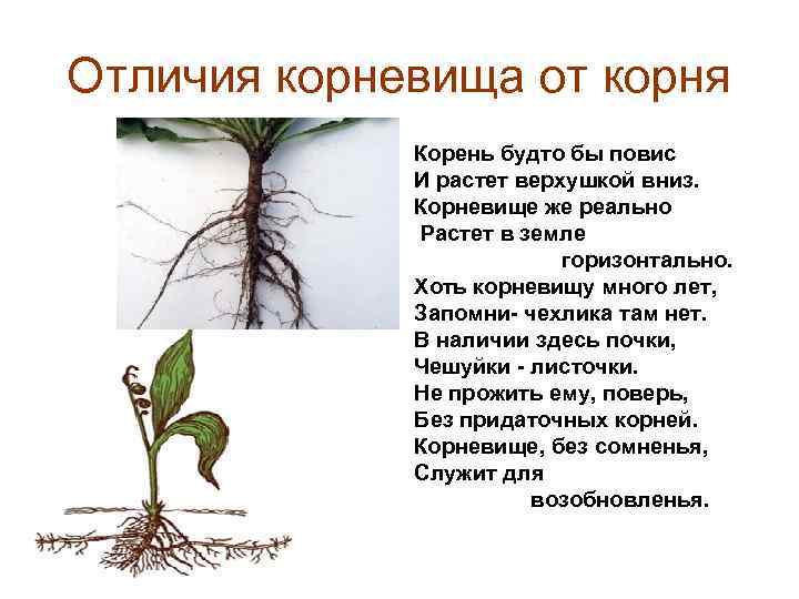 Отличия корневища от корня Корень будто бы повис И растет верхушкой вниз. Корневище же