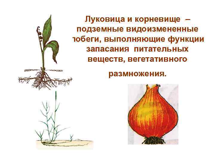 Луковица и корневище – подземные видоизмененные побеги, выполняющие функции запасания питательных веществ, вегетативного размножения.
