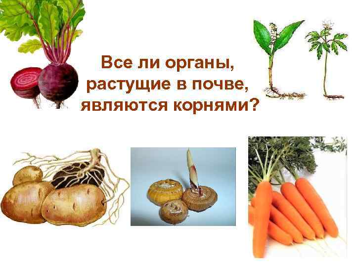 Все ли органы, растущие в почве, являются корнями? 